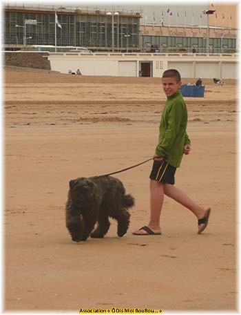 Bouvier des Flandres Association Ô Dis Moi BouBou